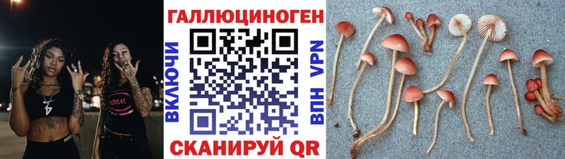 Галлюциногенные грибы Psilocybe  Кущёвская 